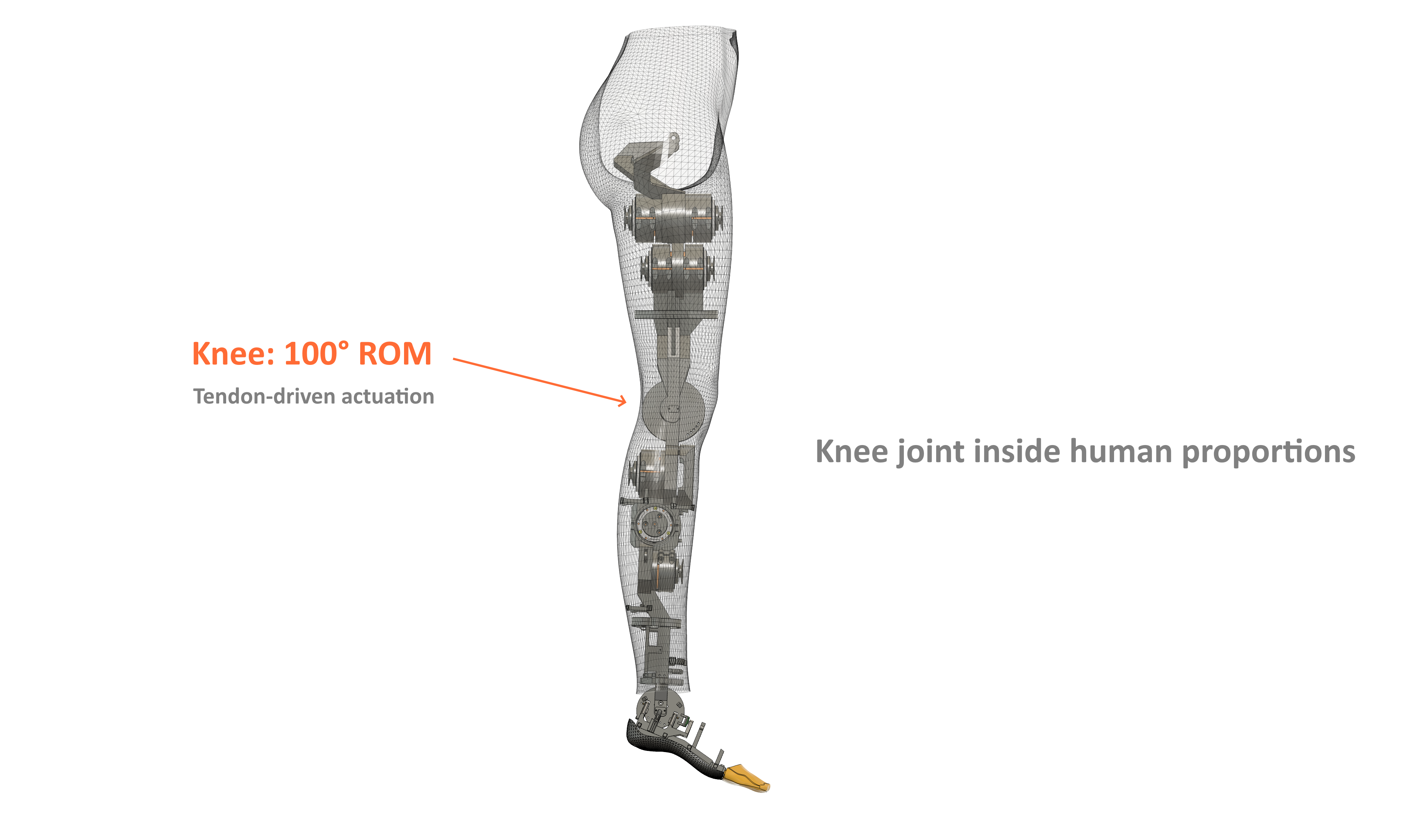 Knee design teaser: robot leg CAD inside a human leg mesh overlay